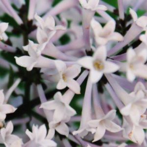 Meet your Posher, Kara